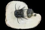 Dicranurus Trilobite - Free Standing Spines! #174200-1